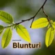 Unveiling the Magic of Blunturi: A Comprehensive Guide